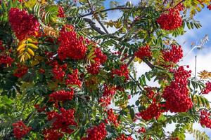 Fruit of the Rowan or Moutain Ash Tree photo