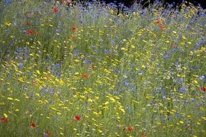 flores silvestres que crecen a lo largo de la orilla del río dee cerca de berwyn foto