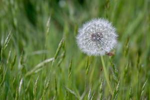 Close-up of a Dandelion seed head in a field in Godstone Surrey photo