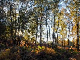 Scenic View of the Ashdown Forest in Sussex photo