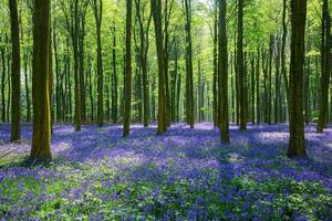 Bluebells in Wepham Woods photo