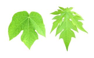 solated a single fresh papaya leaf with clipping paths. photo