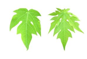 solated a single fresh papaya leaf with clipping paths. photo