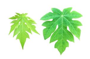 solated a single fresh papaya leaf with clipping paths. photo