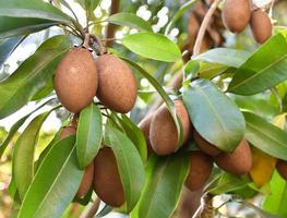 A bunch of sapodilla planted naturally in the backyard of the asian people. photo