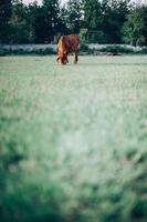 Cow and green grass photo