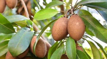 A bunch of sapodilla planted naturally in the backyard of the asian people. photo