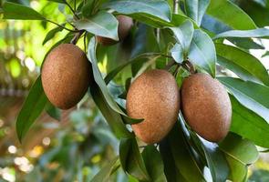A bunch of sapodilla planted naturally in the backyard of the asian people. photo
