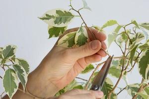 Hand holding branch of ficus benjamina to cut photo