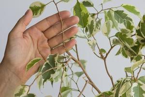 Woman hand holding branch of ficus benjamina before cutting photo