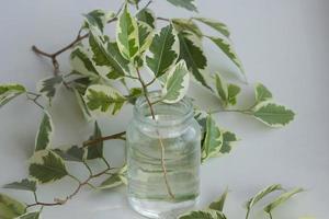 Branch of ficus benjamina in jar with water after cutting photo