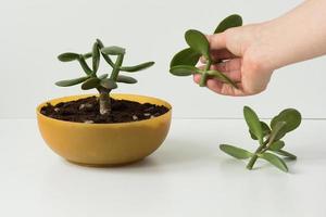 Woman hand holding cutting of pinched Crassula ovata photo