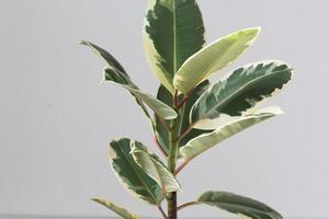 Variegated Ficus shrub houseplant indoor on the grey background photo