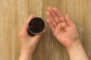 Hand holding cup with soil and bones of dates fruit photo