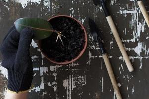 Hand in glove holding ficus leaf with root on pot photo