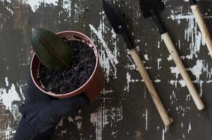 Hand in glove holding pot with soil and planted ficus leaf photo
