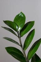 Zamioculcas branch with green leaves on the grey background photo
