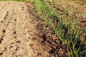 First greens grow in the garden in spring. Gardening and growing farm vegetables. photo