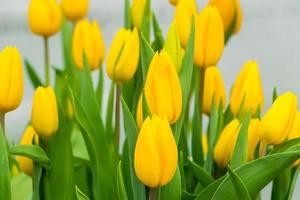 Bouquet of blooming tulips. Spring and holiday symbol. photo