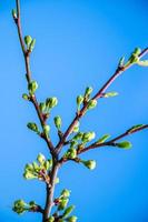 First buds on trees in the early spring on a blue sky background. F photo
