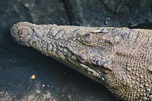 A matured male Gharial, a fish-eating crocodile is resting in shallow water. photo