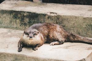 Oriental small-clawed otter , also known as the Asian small-clawed otter standing together with their group.