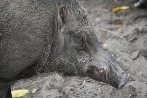 Close up of Wild boar in wildlife. photo