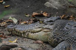 Saltwater crocodile or Saltwater crocodile or Indo Australian crocodile or Man-eater crocodile. sunbathing at the swamp. photo