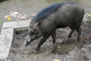 Close up of Wild boar in wildlife. photo