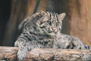 Fishing cat or Mangrove cat rests on a perch photo