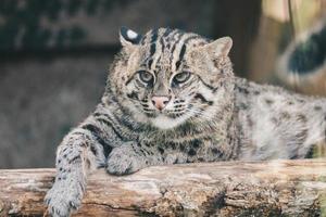 Fishing cat or Mangrove cat rests on a perch photo