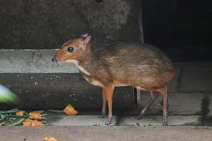 Chevrotain or Lesser or Little a mouse-deer or Kancil in zoo. photo