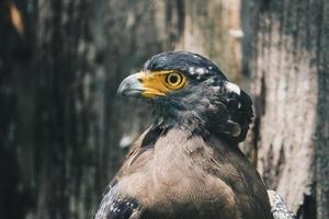 águila serpiente, águila serpiente crestada sentada en la rama con fondo de madera foto