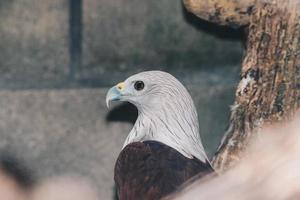 Brahminy kite or elang bondol. bird of prey. photo