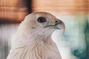 Brahminy kite or elang bondol. bird of prey. photo