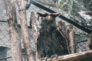 The barred eagle-owl , also called Beluk jampuk or Malay eagle-owl on the branch photo