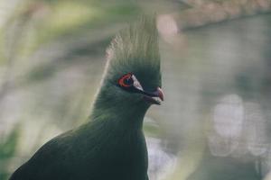 Guinea Turaco or turaco hijau bird on a tree branch photo