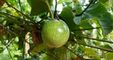 Organic Green passion fruits on the vine photo