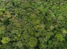 asombrosa vista aérea del bosque abundante de los árboles del bosque ecosistema de la selva tropical y ambiente saludable textura de fondo de los árboles verdes bosque de arriba hacia abajo foto