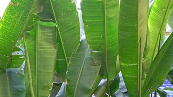 feuilles de bananier avec vent video