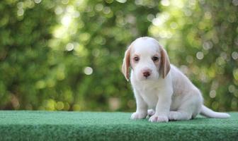 These dogs are used to detect food items in luggage.Beagles have excellent noses. Beagles are used in a range of research procedures. photo