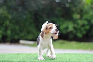 The general appearance of the beagle resembles a miniature Foxhound. Beagles have excellent noses. Beagles are used in a range of research procedures. Dog picture have copy space. photo