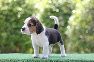 These dogs are used to detect food items in luggage.Beagles have excellent noses. Beagles are used in a range of research procedures. photo