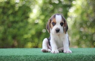 These dogs are used to detect food items in luggage.Beagles have excellent noses. Beagles are used in a range of research procedures. photo