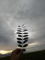 hand holding a leaf photo