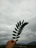 hand holding a leaf photo