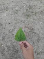 hand holding a leaf photo