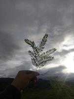 hand holding a leaf photo