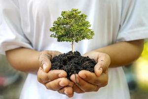 Trees are growing in the soil on human hands, Earth Day concept and global warming campaign. photo
