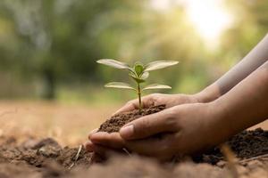 la mano del agricultor plantando plántulas en el suelo, la forestación y el concepto de remediación ambiental. foto
